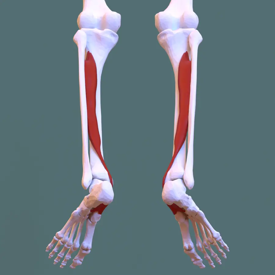 Three-dimensional render of the lower leg bones viewed from behind with the tibialis posterior muscle highlighted in red, its tendon running down behind the inside of the ankle into the foot