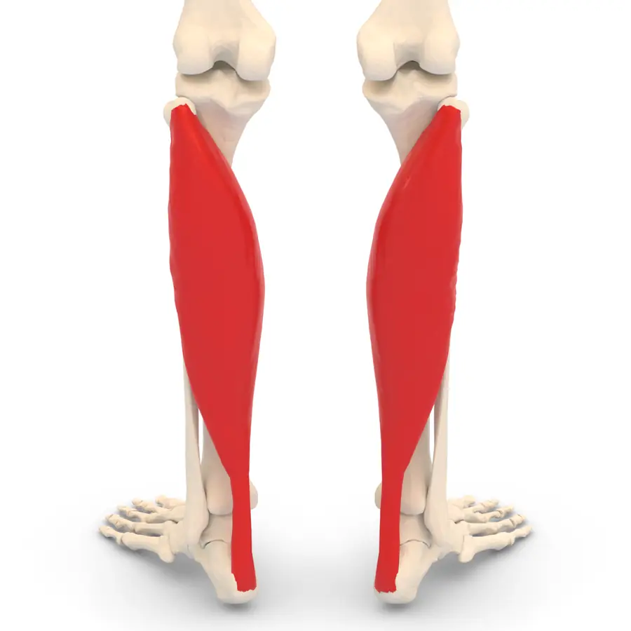 Three-dimensional render of the lower leg bones viewed from behind with the soleus muscle highlighted in red, running from below the knee down into the Achilles tendon at the heel